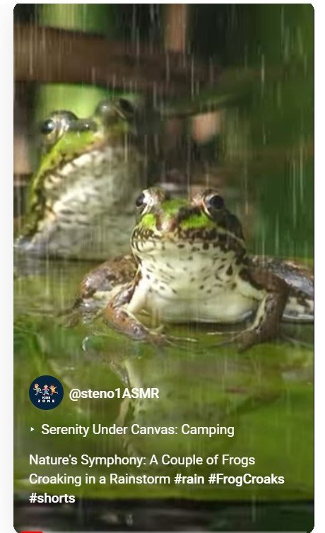 Nature’s Symphony: A Couple of Frogs Croaking in a Rainstorm