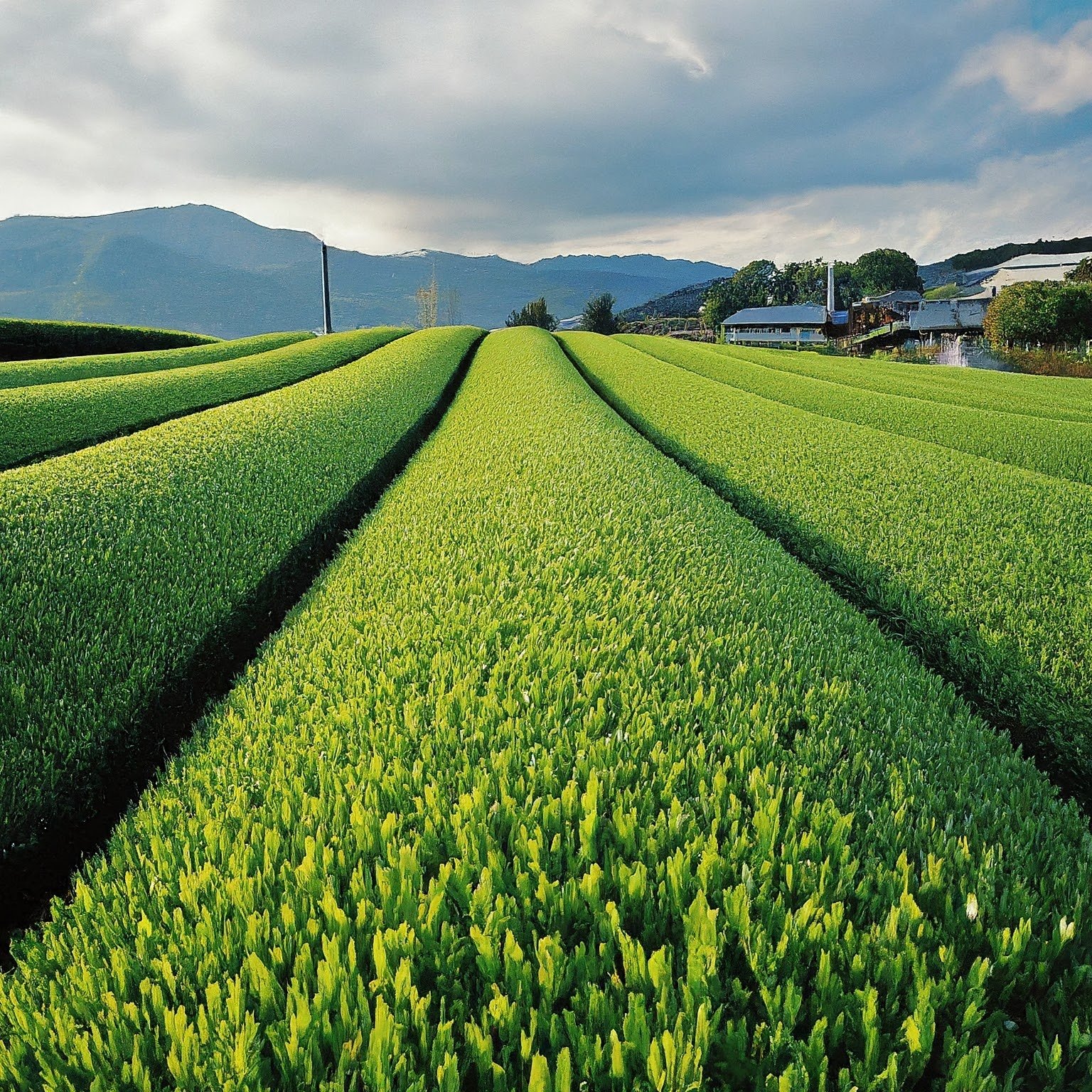 tea plantation in Japan