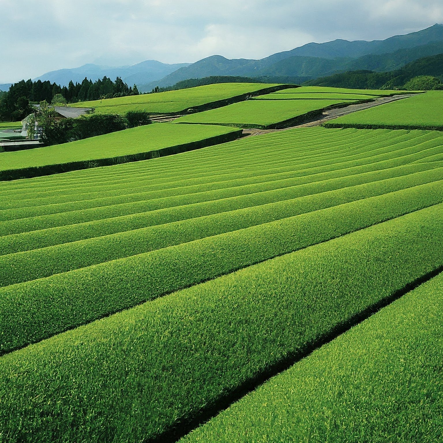 gyokuro tea plantation in Japan